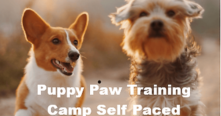 Science & Nature Class - Puppy Pals: DIY