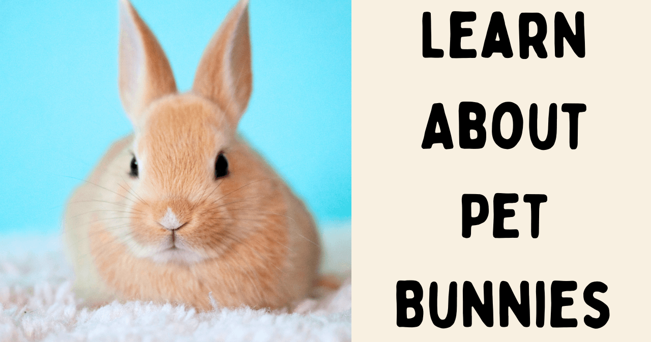 Science & Nature Class - Pet Bunny 101