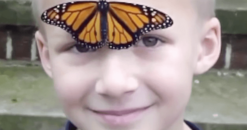 Science & Nature Class - Butterfly Life