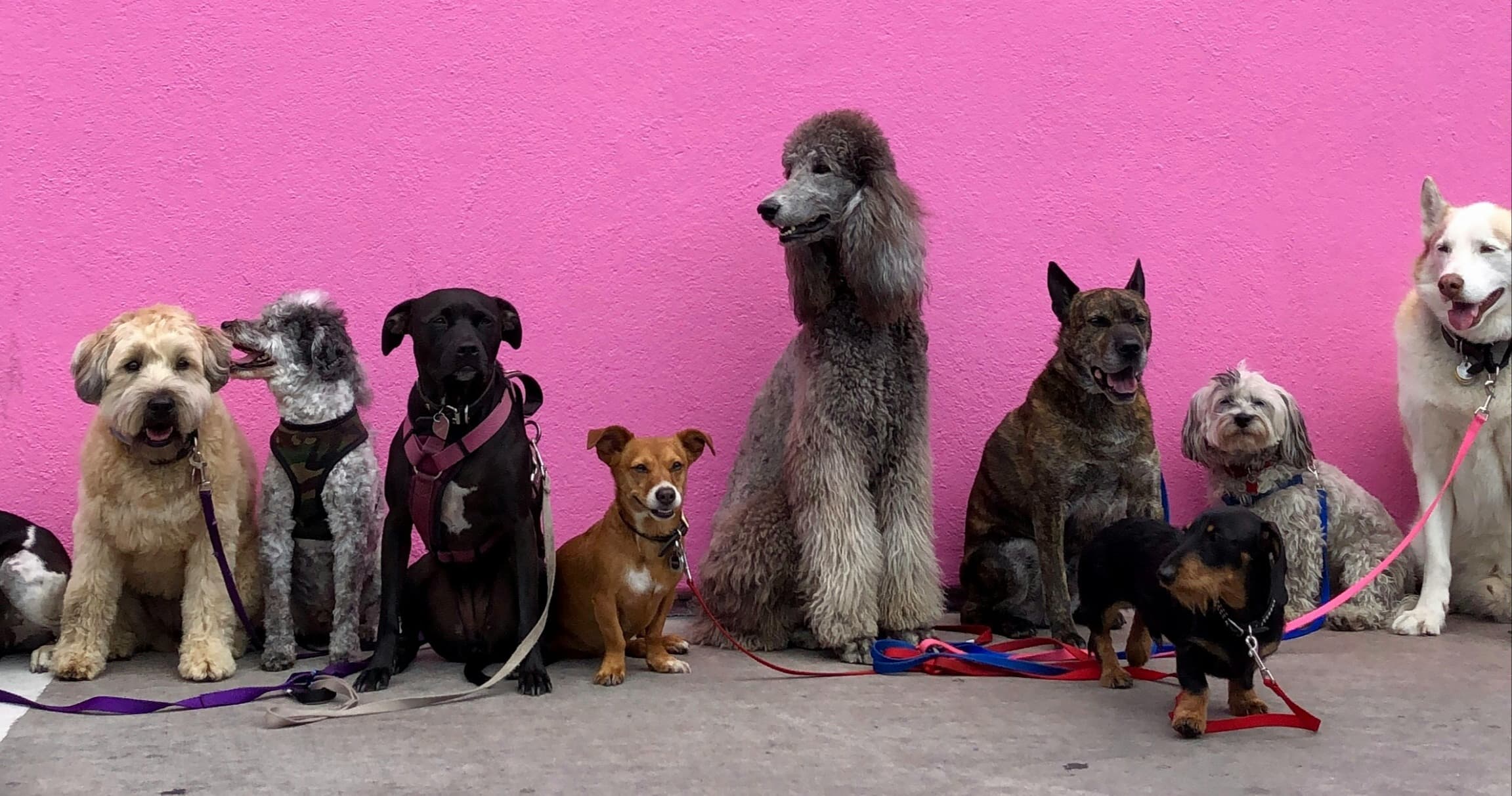 Life Skills Class - Intermediate Dog Trn