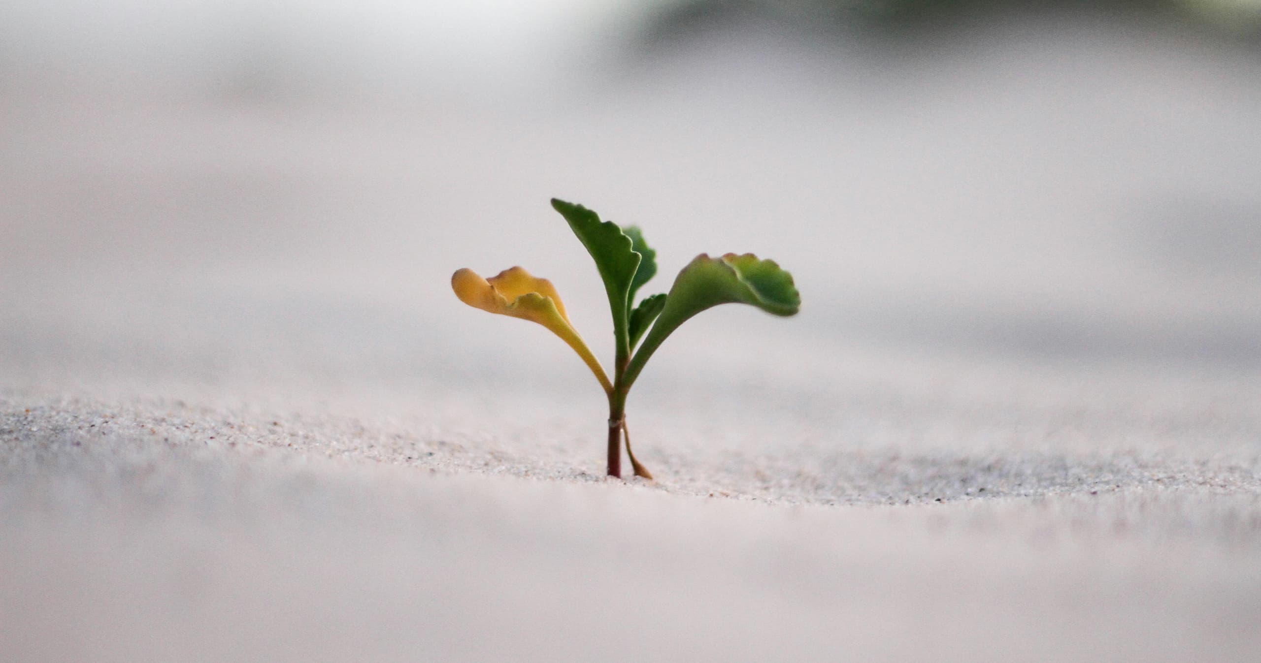 Life Skills Class - Grow Mindset 101