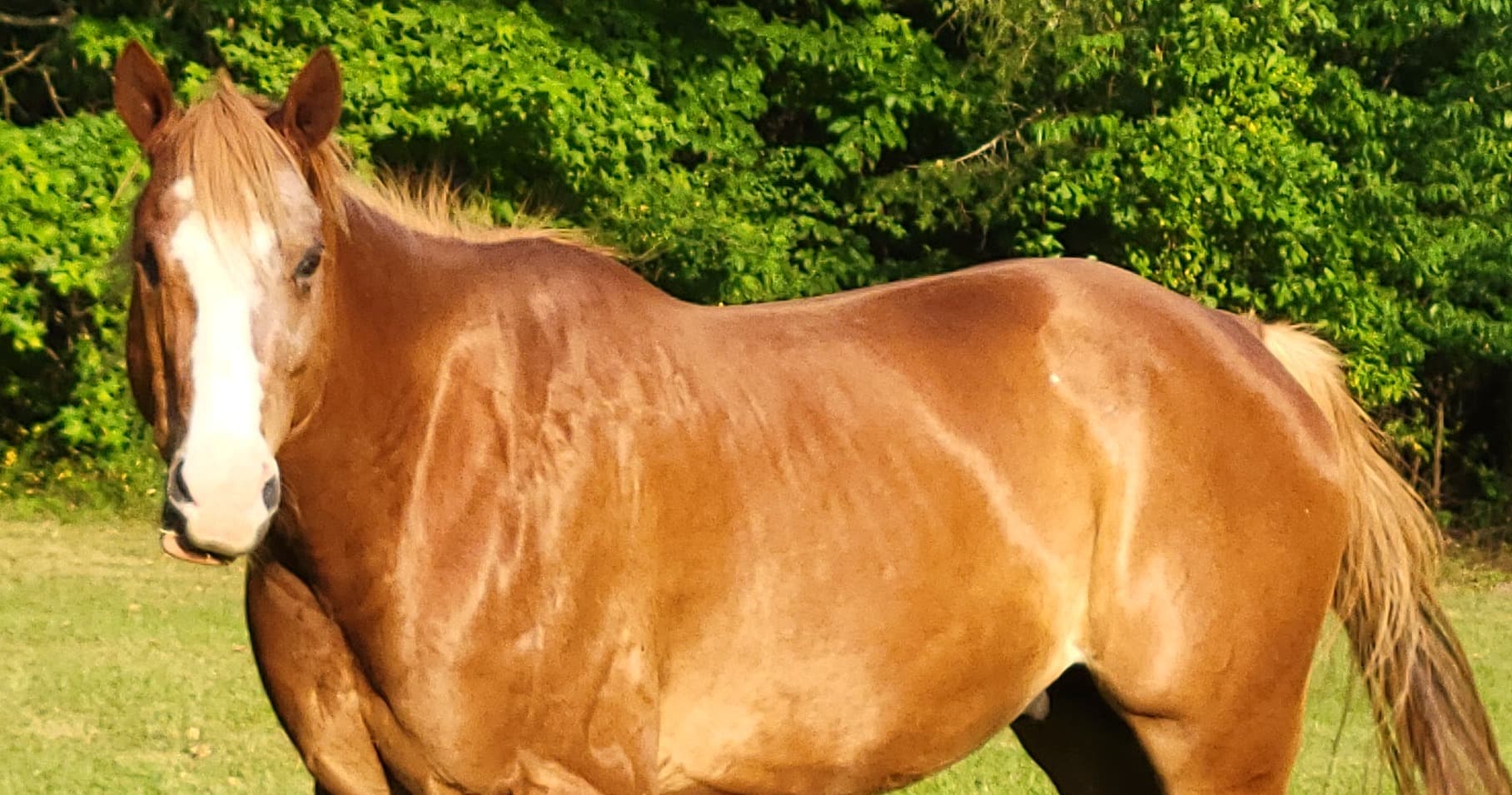 Games & Hobbies Class - Meet a Horse!