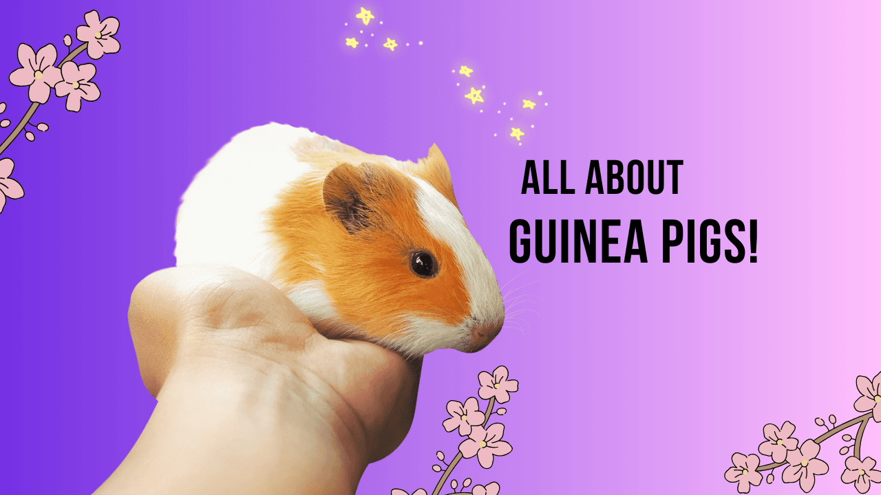 Science & Nature Class - Guinea Pig Fun