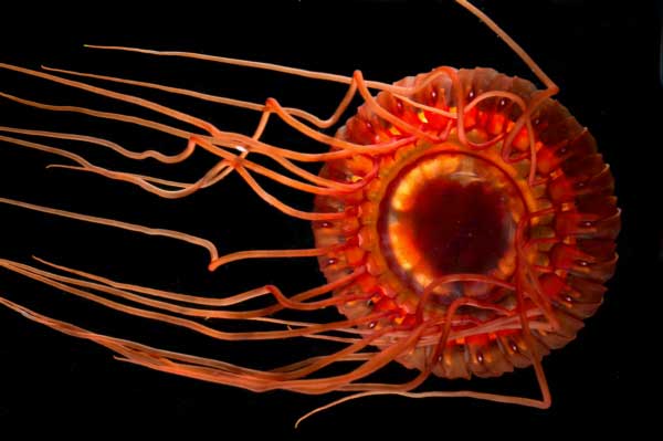 Science & Nature Class - Deep Ocean Life