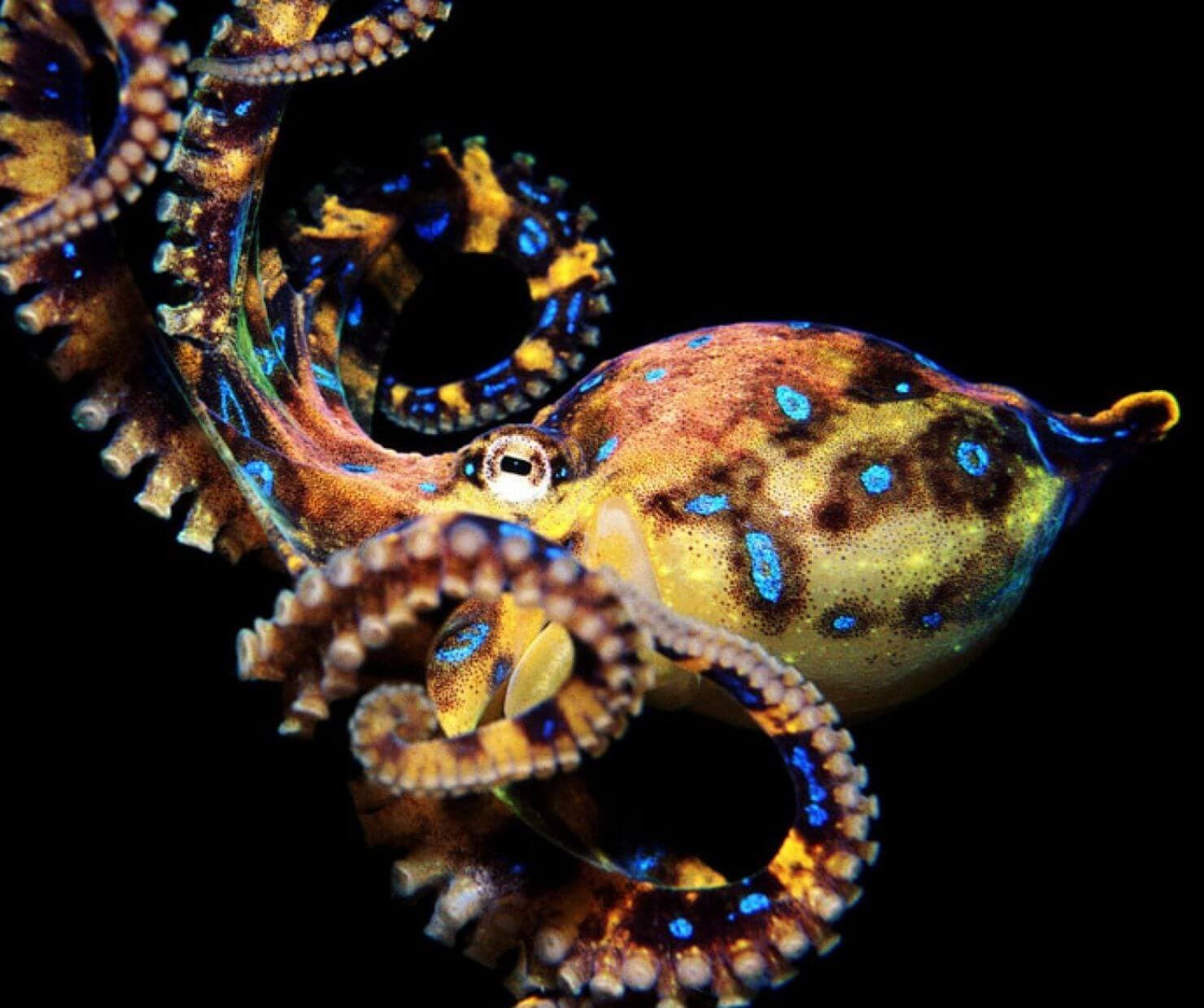Science & Nature Class - Ocean Inverts