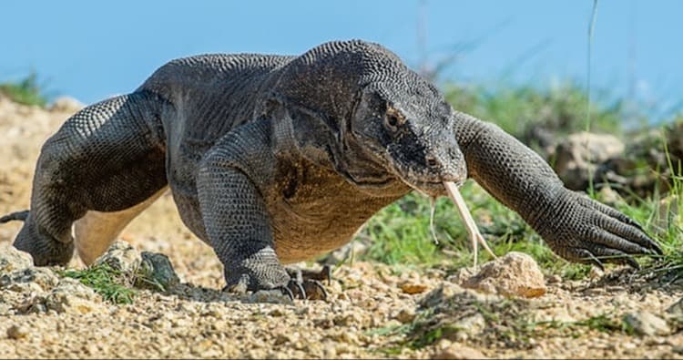 Science & Nature Class - Komodo Dragon