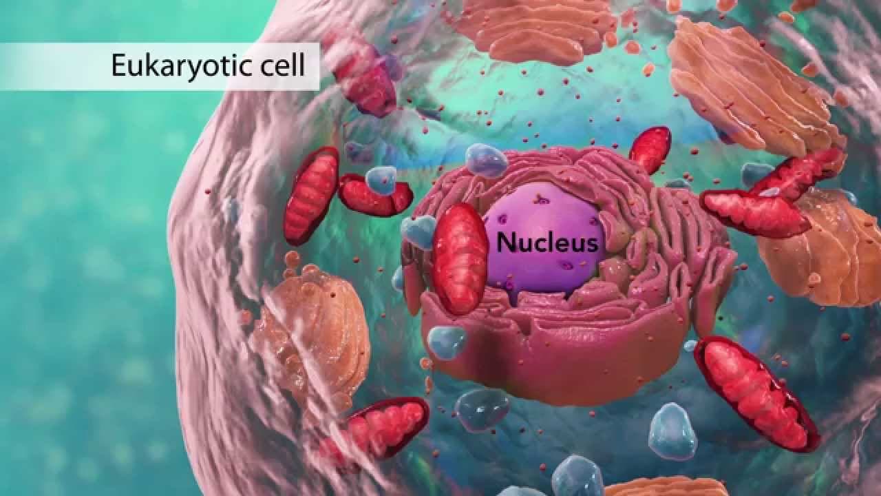 Science & Nature Class - High School Bio