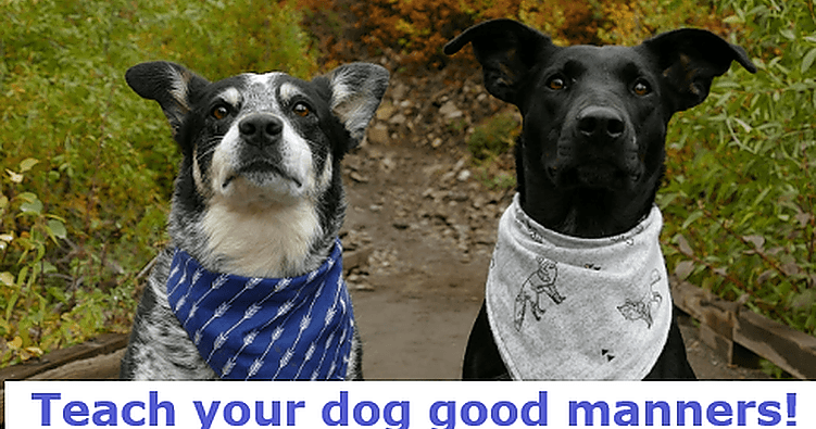 Life Skills Class - Dog Manners 101