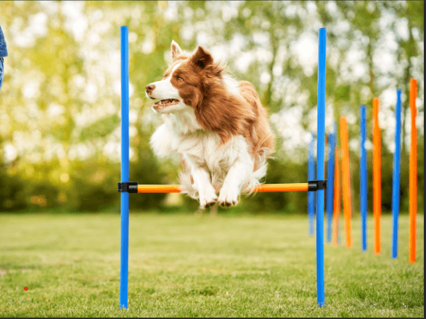 Life Skills Class - Fun Dog Agility
