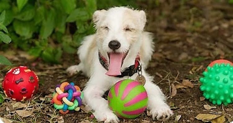 Science & Nature Class - Fun Games w/Dog