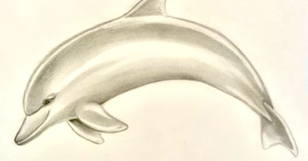 Art Class - Draw a Realistic Dolphin