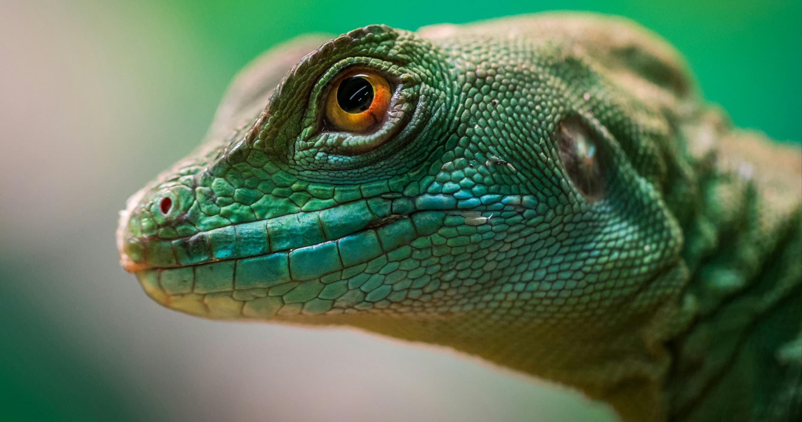 Science & Nature Class - Reptile World