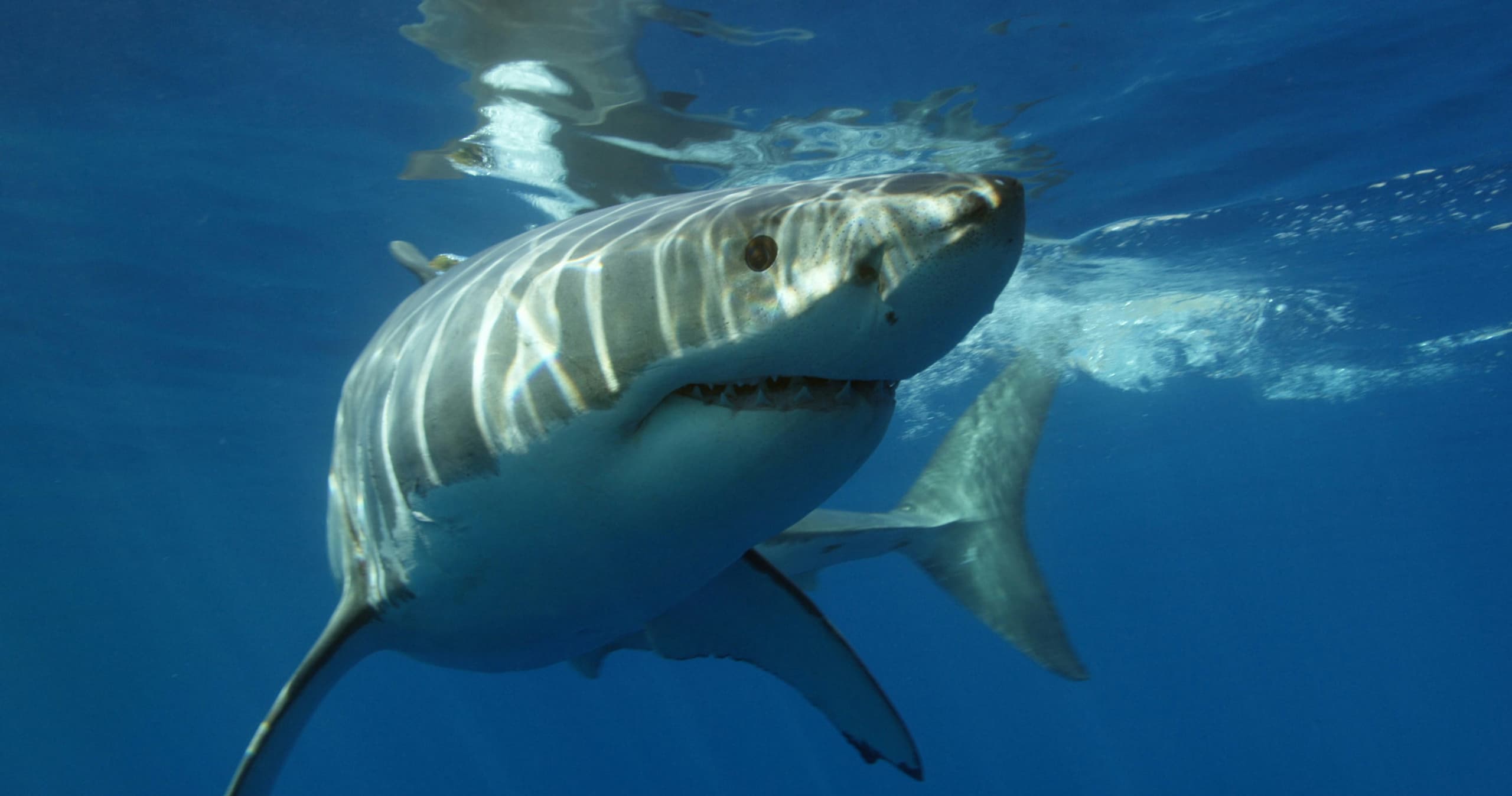 Science & Nature Class - Discover Sharks
