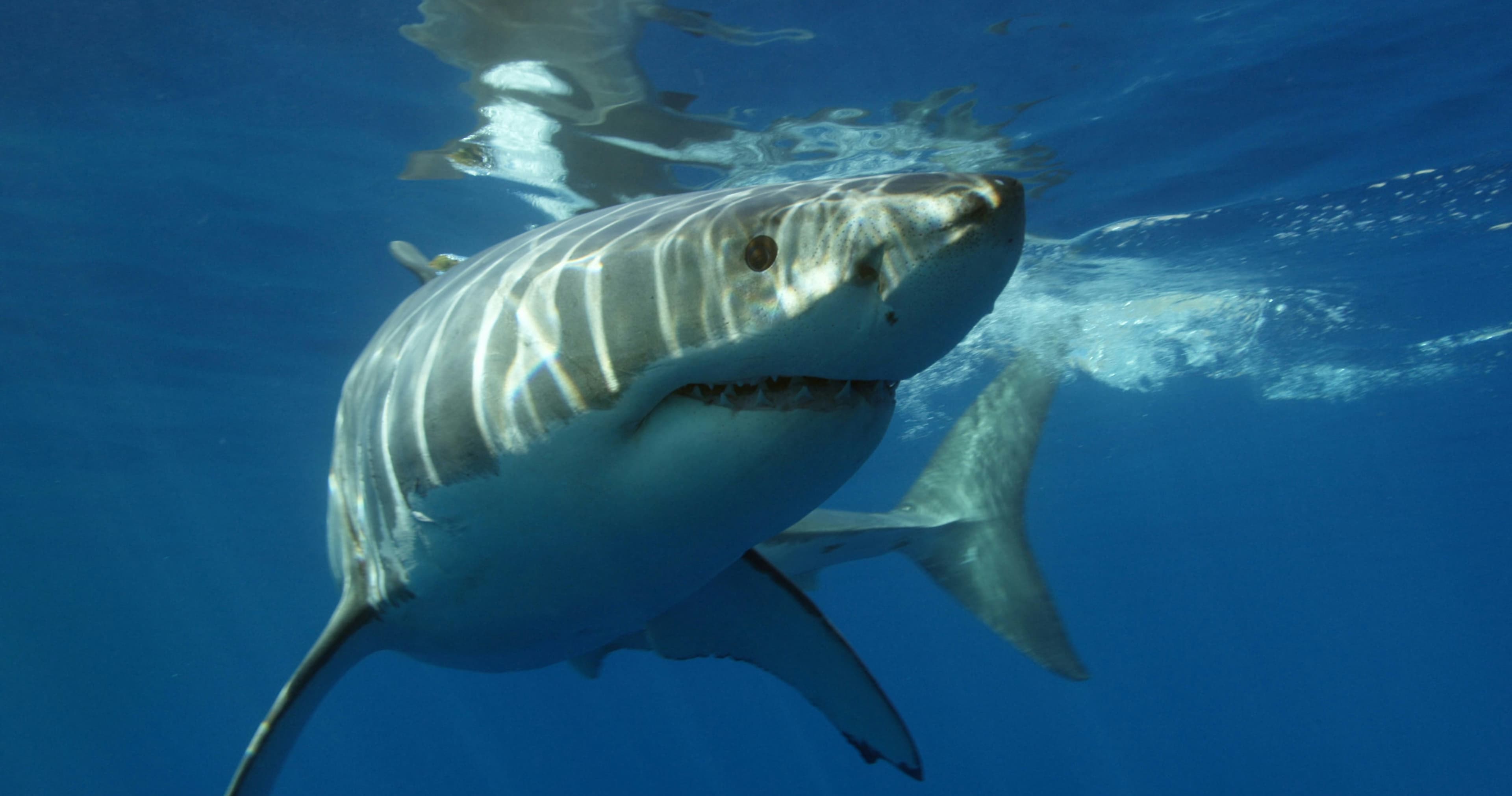 Science & Nature Class - Discover Sharks