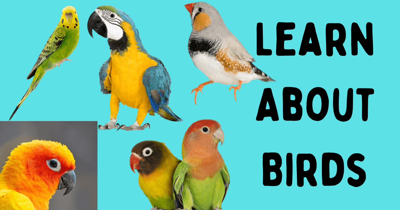 Science & Nature Class - Pet Bird Care