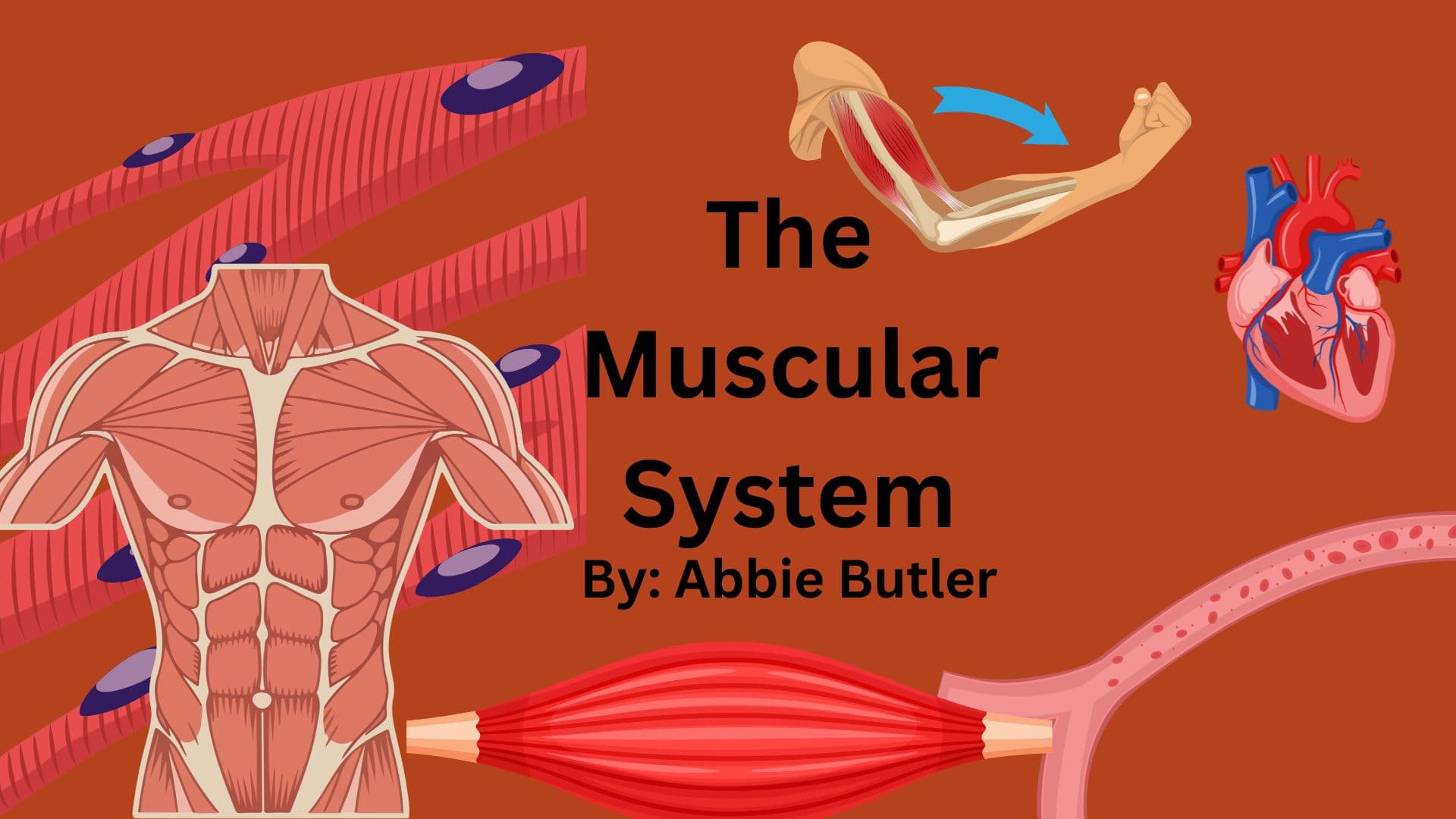 Science & Nature Class - Muscle Anatomy
