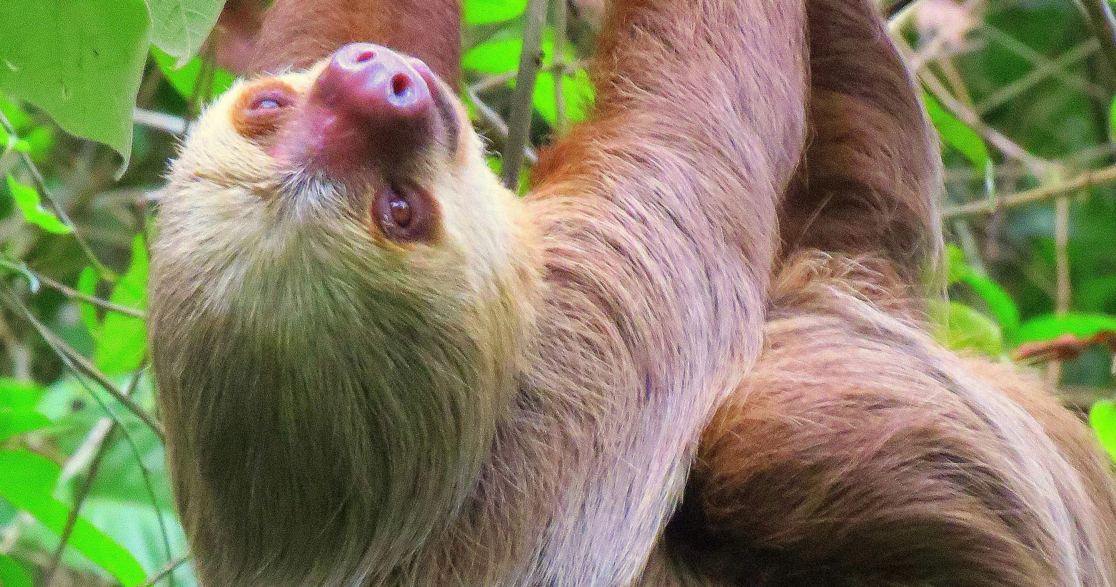 Science & Nature Class - Sloth's Secrets
