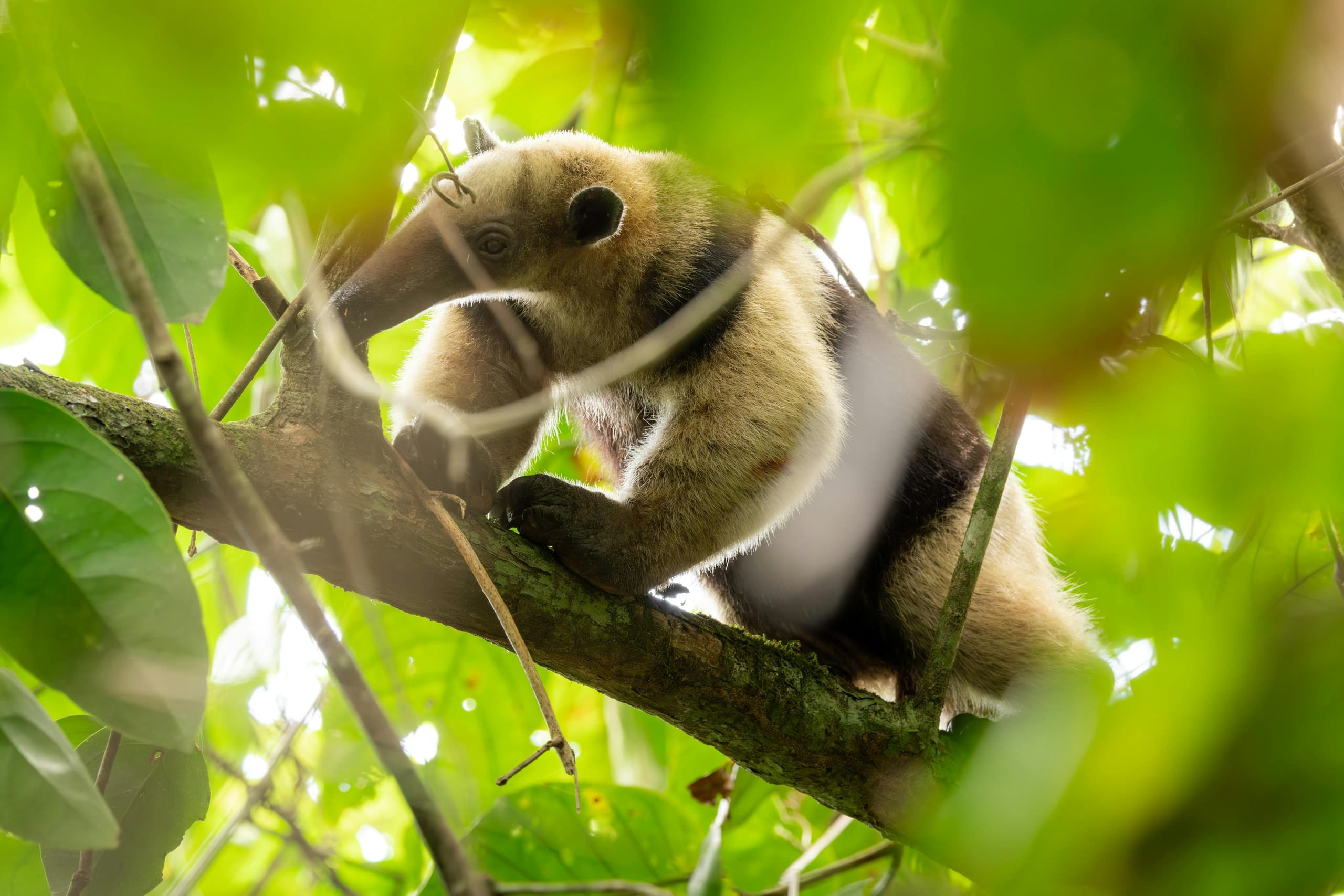 Science & Nature Class - Global Wildlife