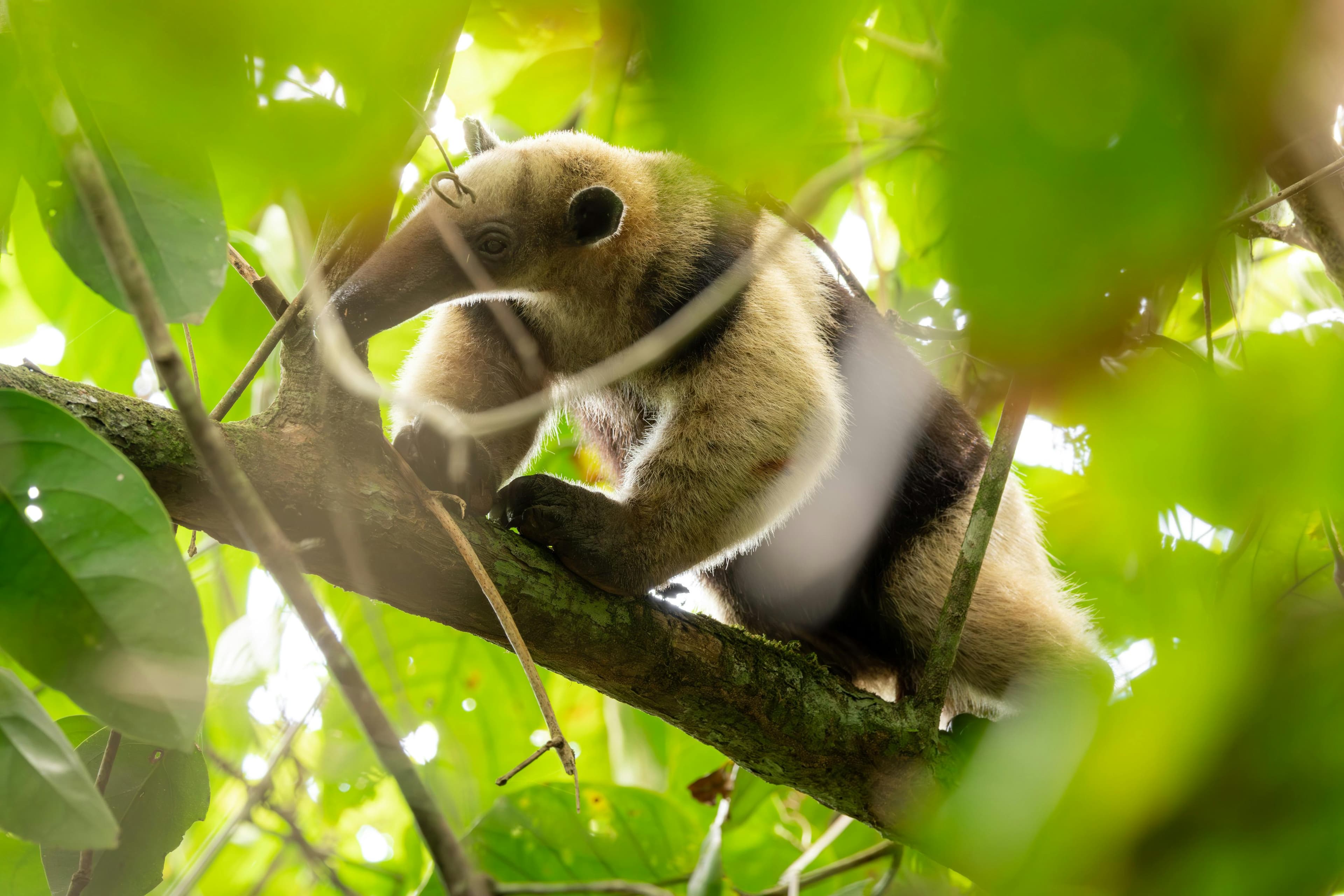 Science & Nature Class - Global Wildlife