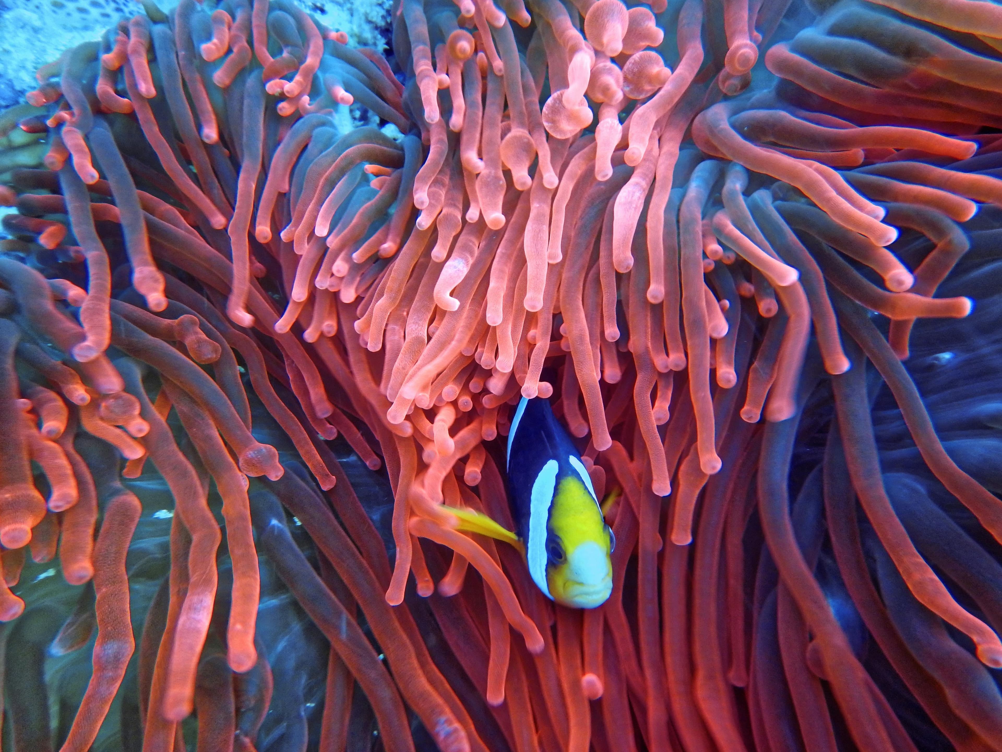 Science & Nature Class - Coral Reef Eco