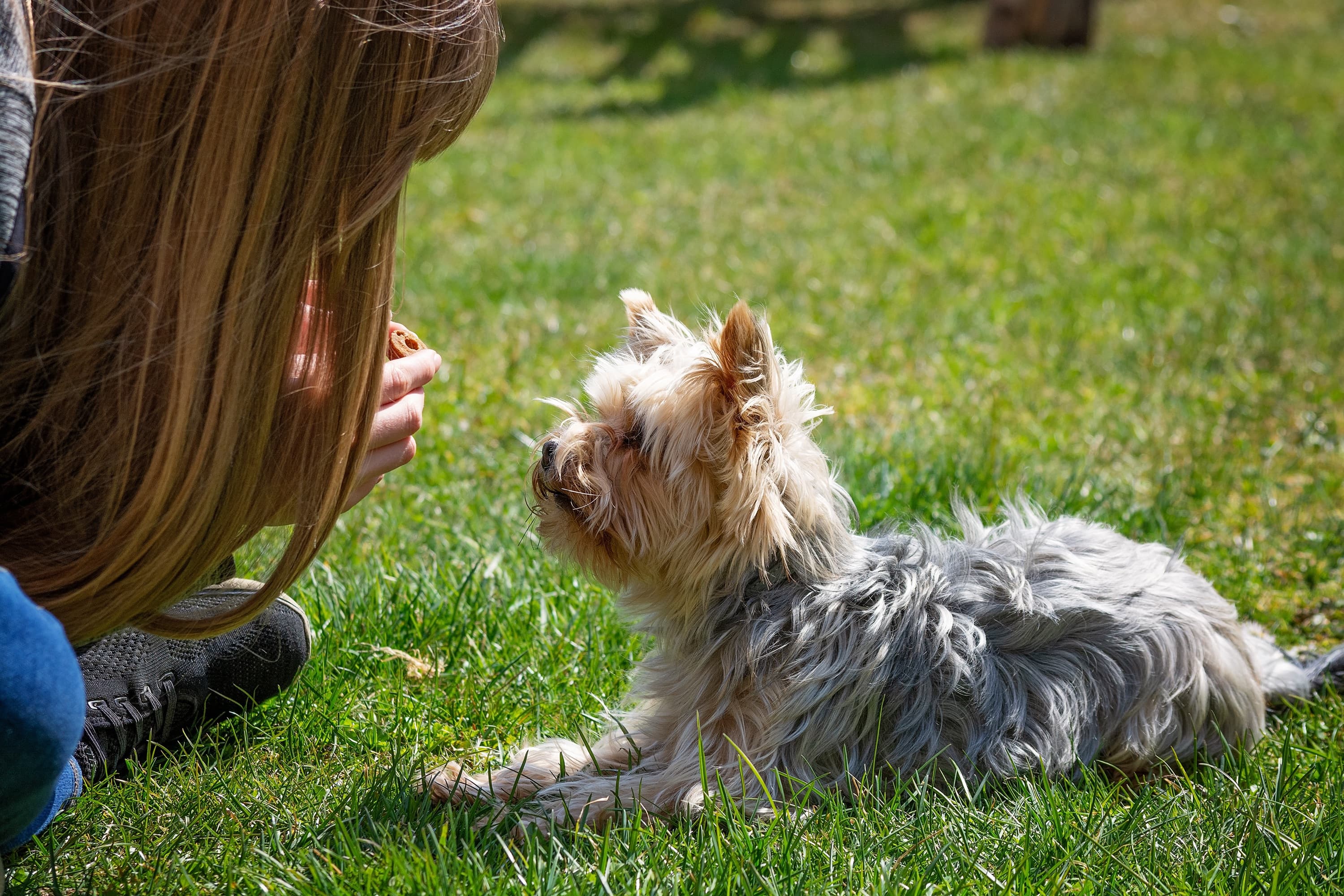 Life Skills Class - Kids' Dog Training