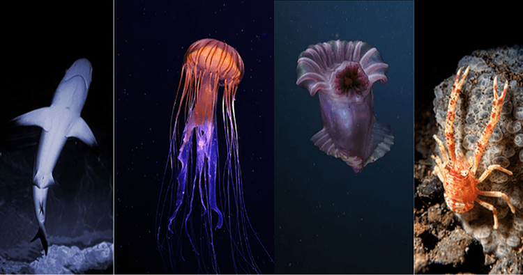 Science & Nature Class - Deep-Sea Life
