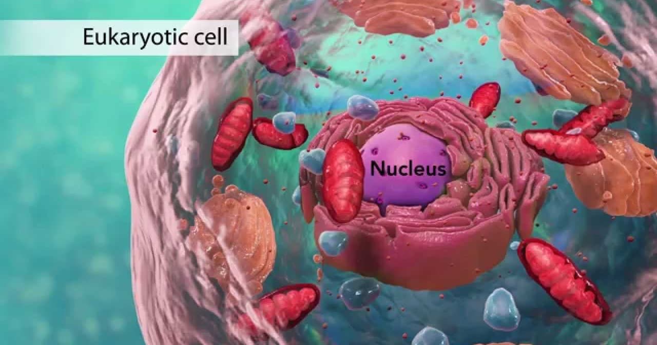 Science & Nature Class - Cell Biology 6