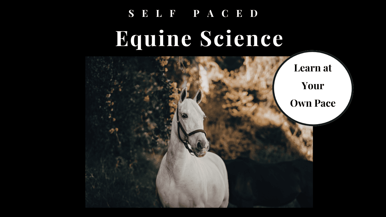 Science & Nature Class - Equine Health
