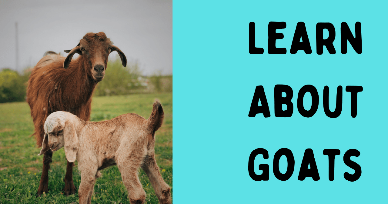 Science & Nature Class - Goat World 101