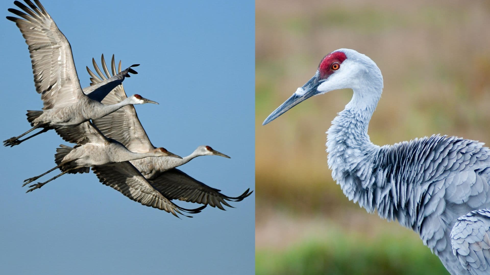 Science & Nature Class - Sandhill Crane Migra