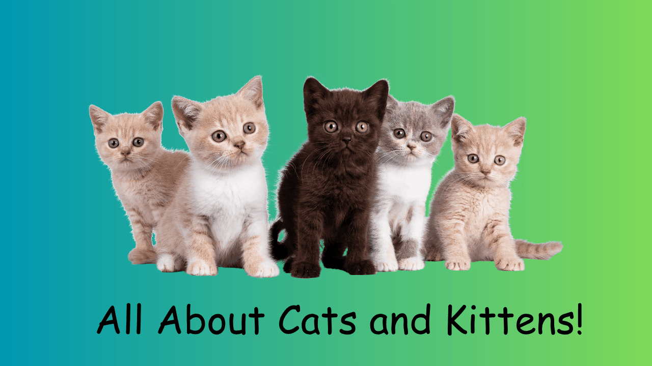 Science & Nature Class - Feline Fun