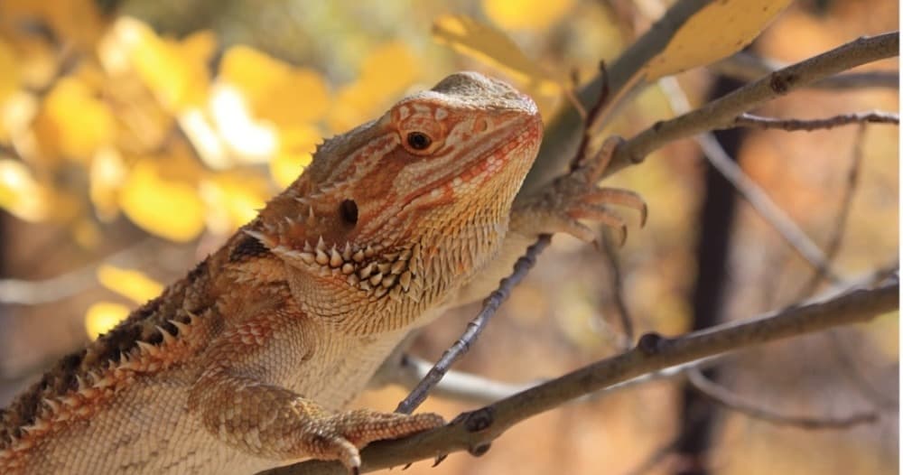 Science & Nature Class - Bearded Dragon