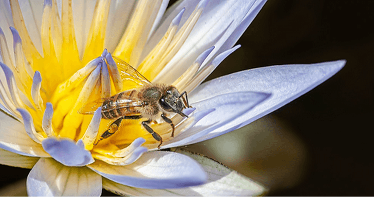 Science & Nature Class - Beneficial Bugs