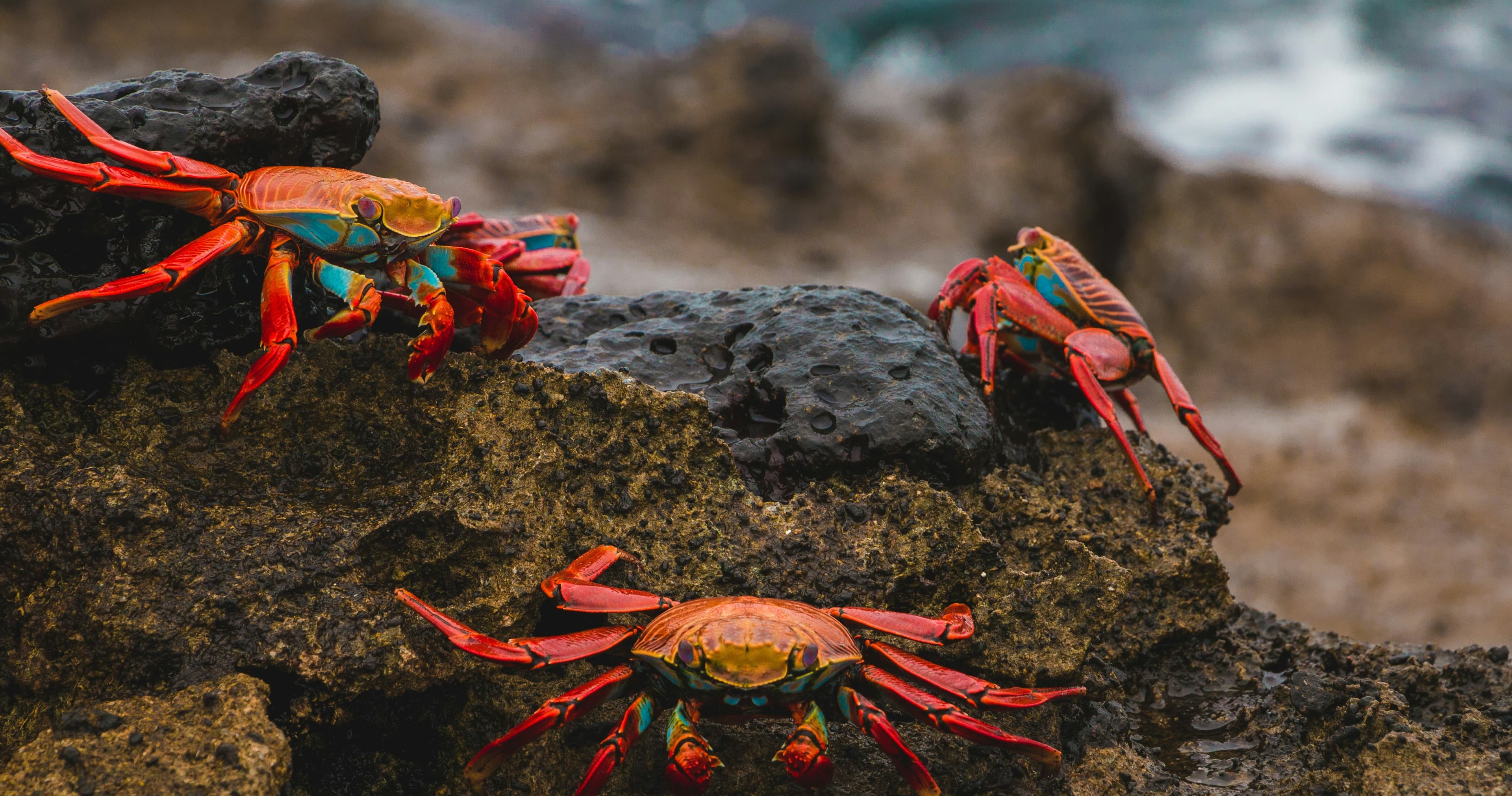 Science & Nature Class - Aquatic Life