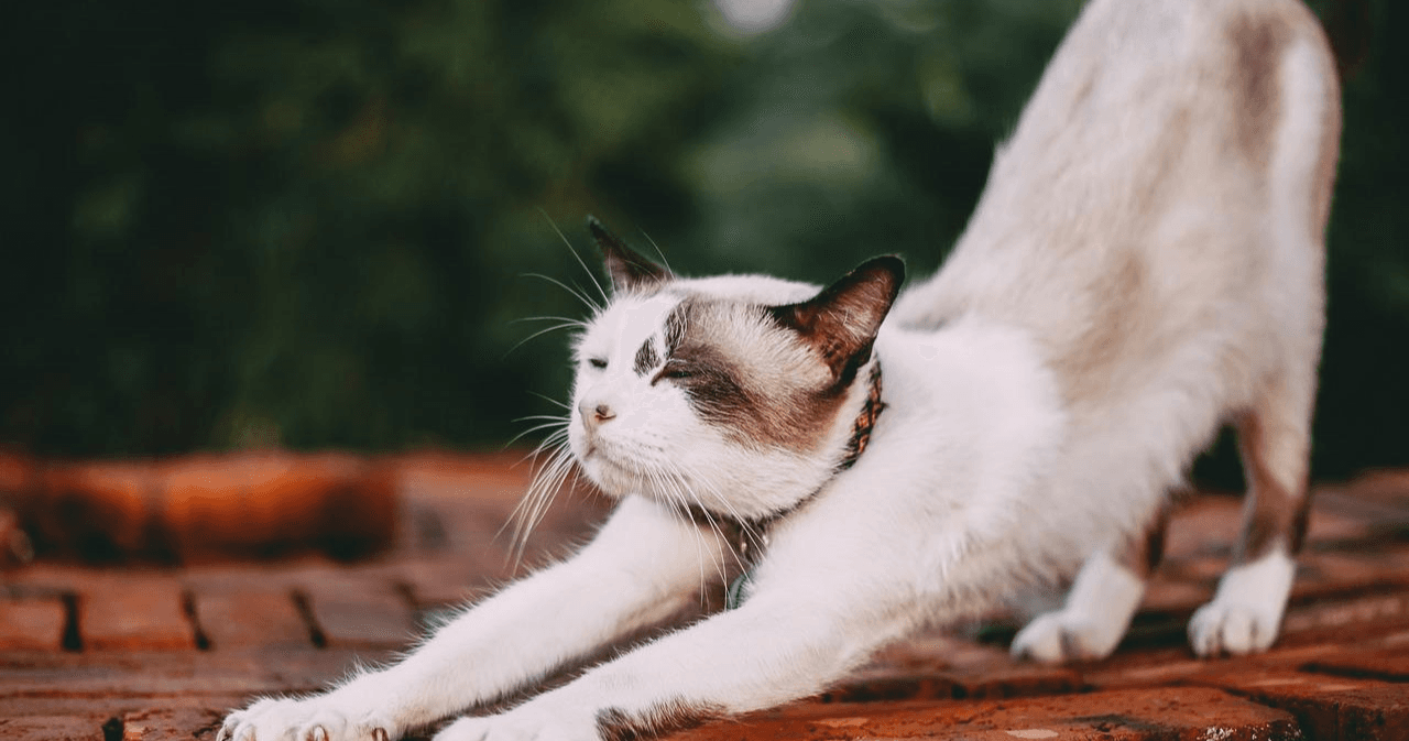 Health & Wellness Class - Animal Yoga