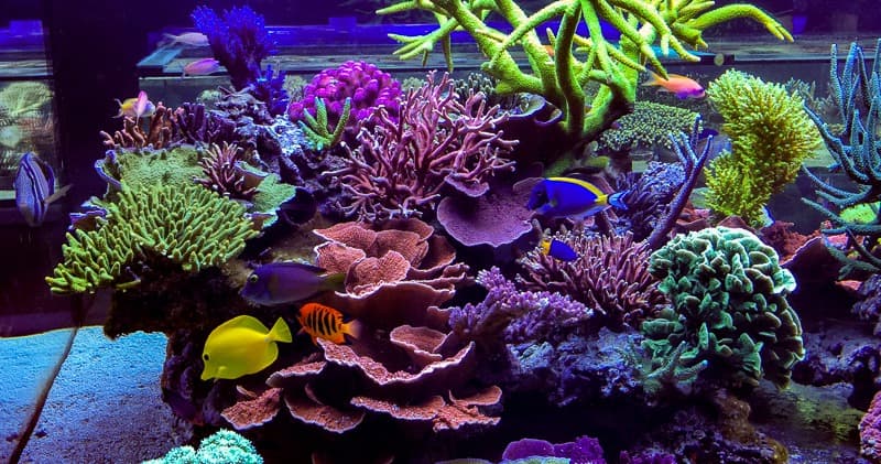 Science & Nature Class - Coral Reef Eco