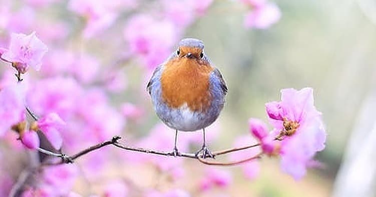 Science & Nature Class - Nature's Spring