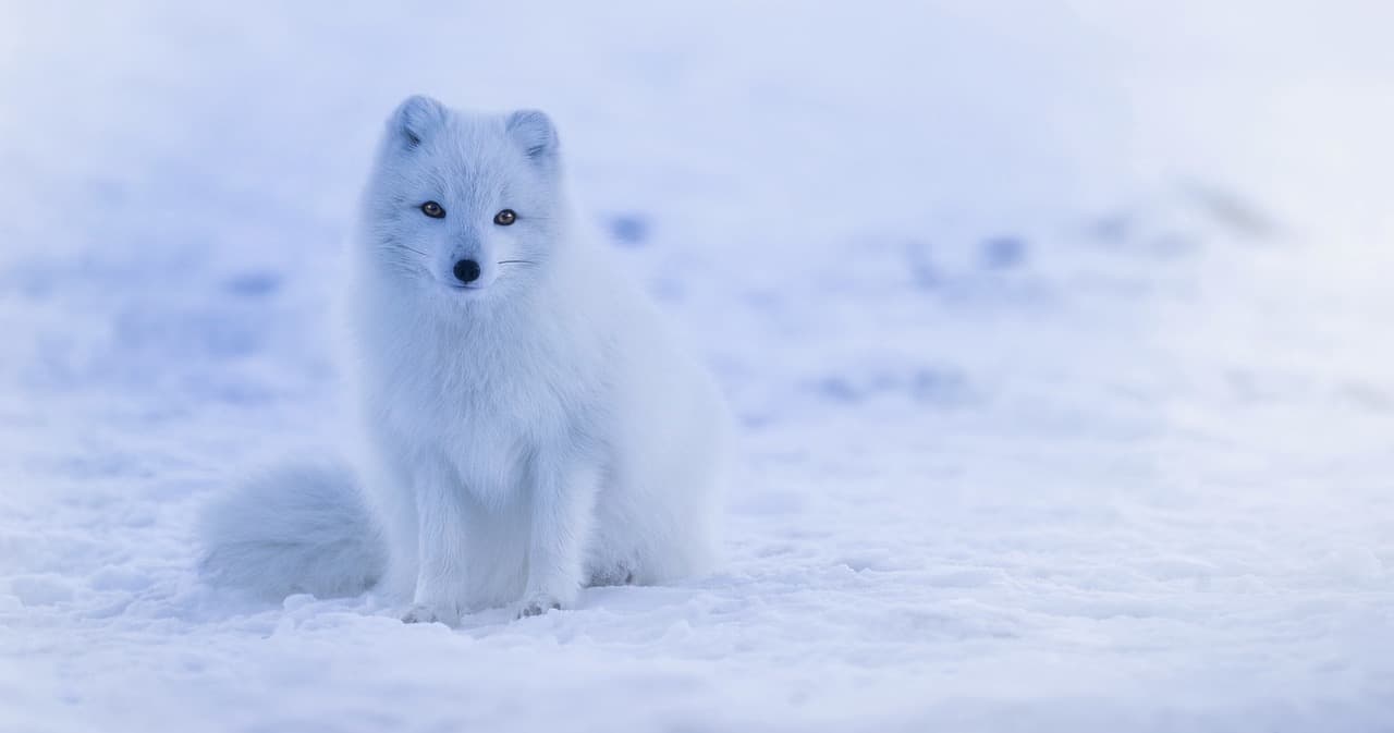 Science & Nature Class - Global Mammals