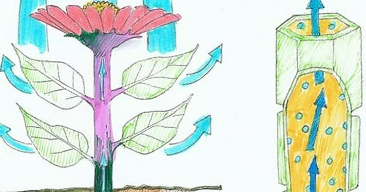 Science & Nature Class - Botanical Art