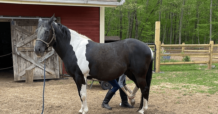 Science & Nature Class - Equine Vet Sci