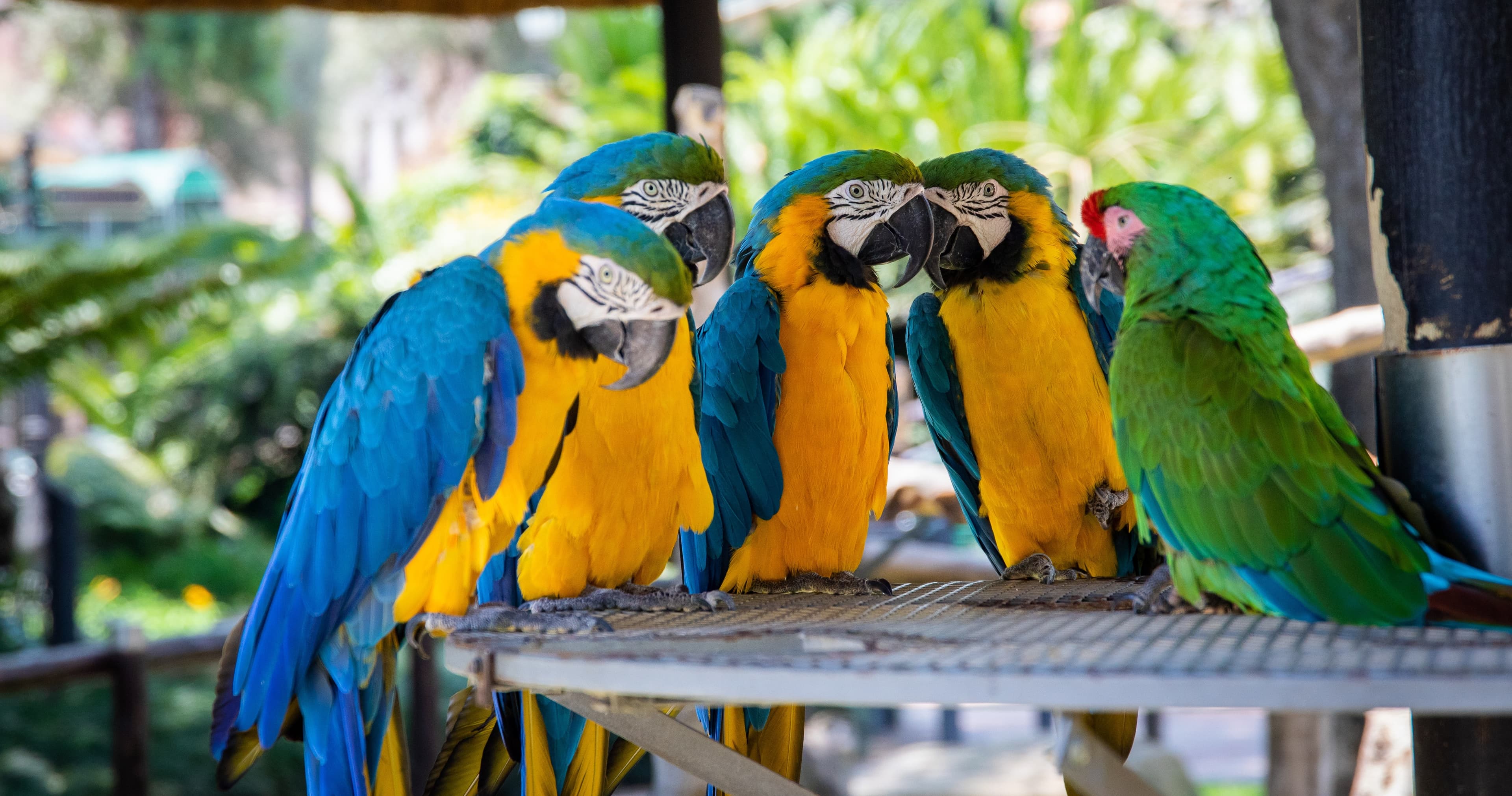 Science & Nature Class - Design Your Zoo