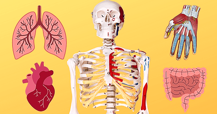Science & Nature Class - Incredible Body
