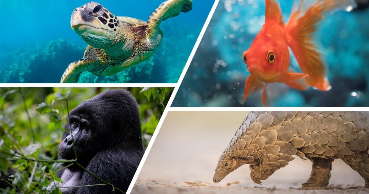Science & Nature Class - Animal Behave
