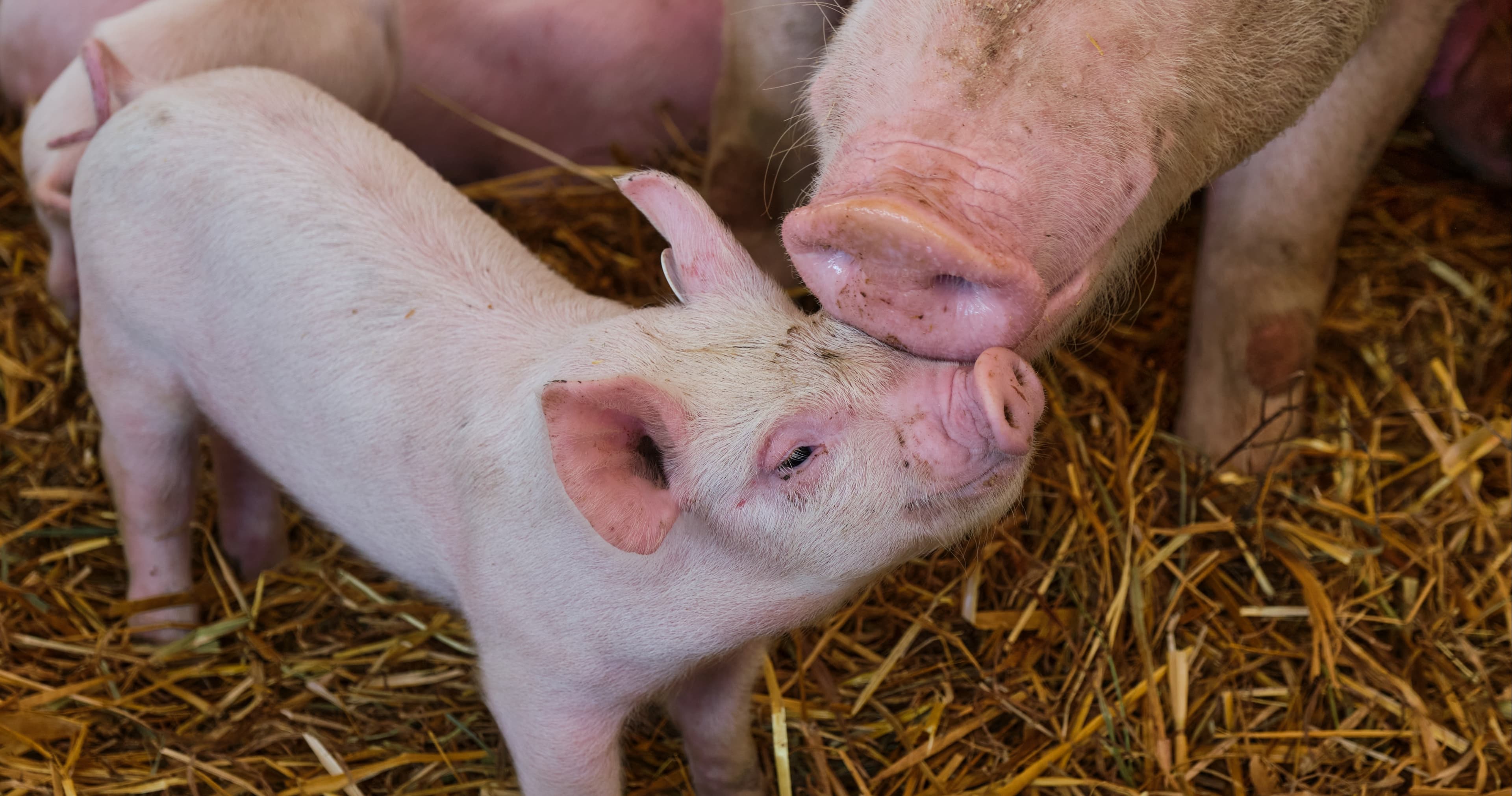 English Class - Animal Farm: Allegory