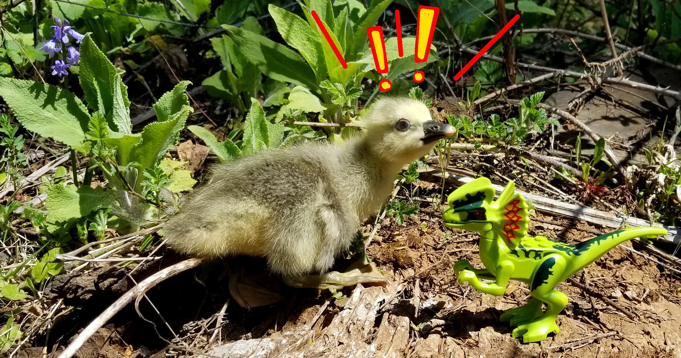 Science & Nature Class - Intro Waterfowl