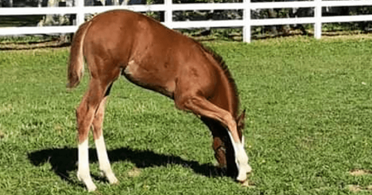 Science & Nature Class - Equine Vet Sci