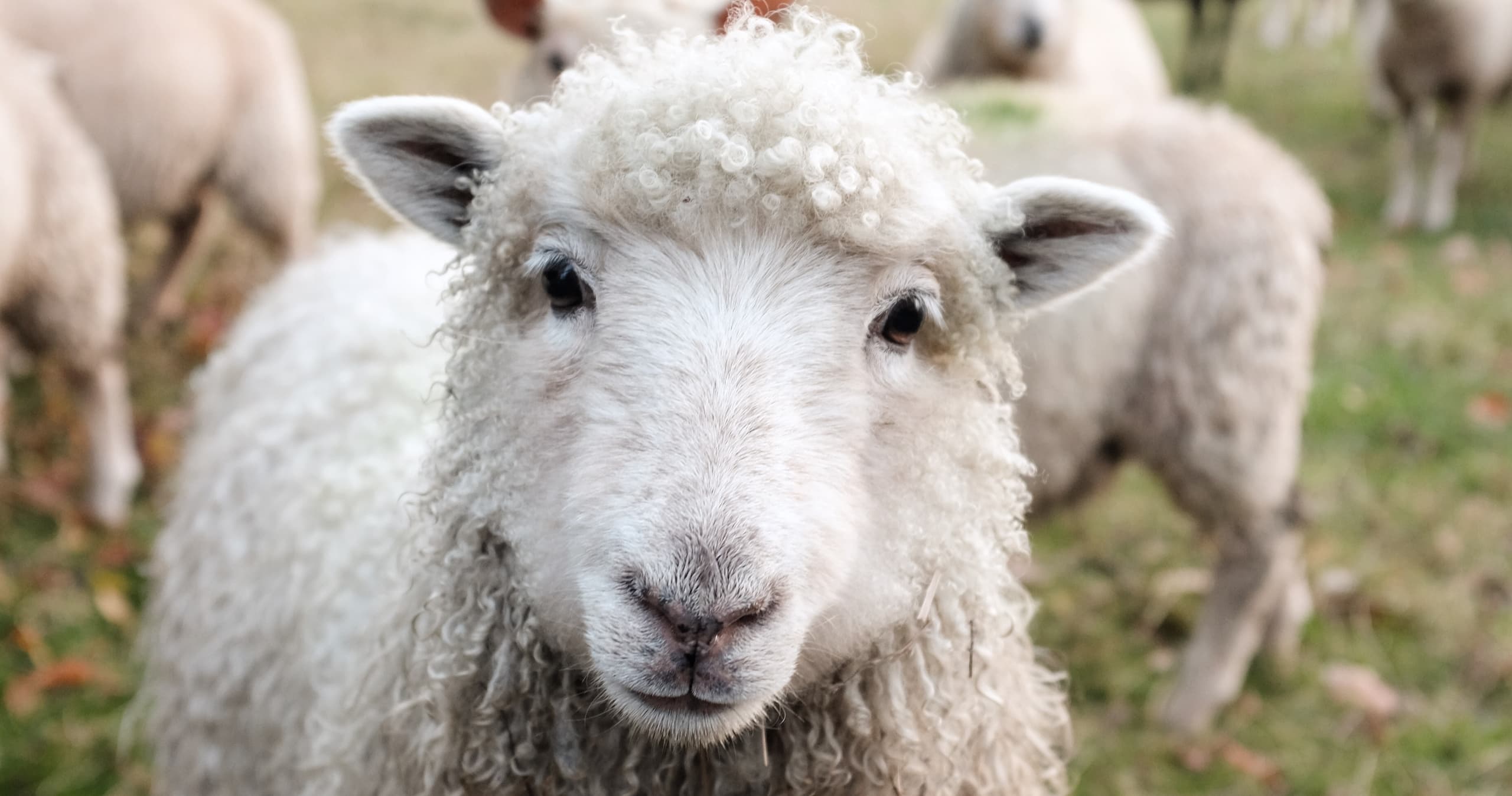 English Class - Orwell's Animal Farm