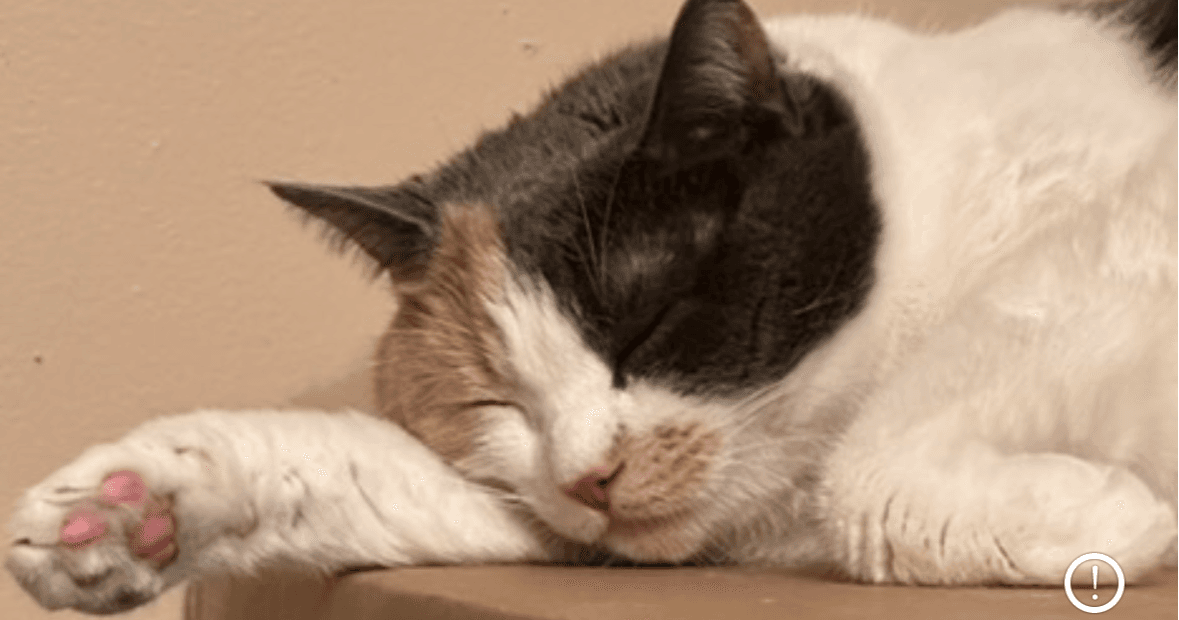 Science & Nature Class - Vet Assistant