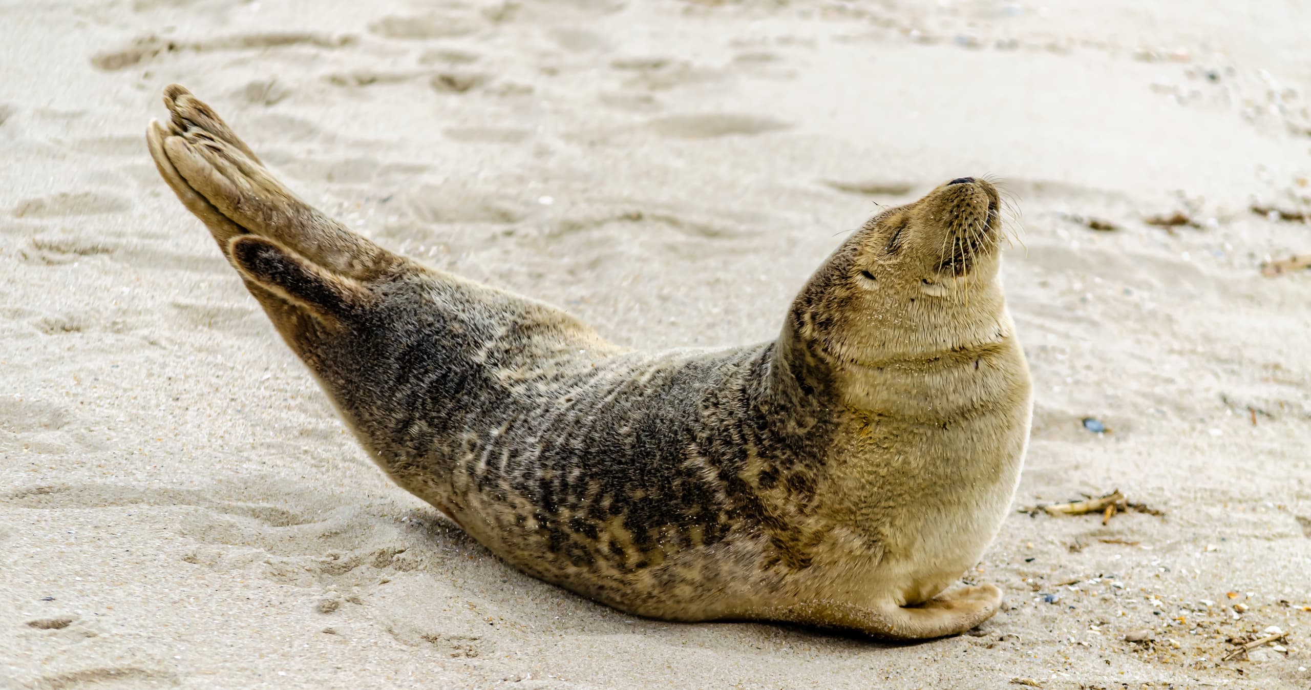 Science & Nature Class - Marine Mammal