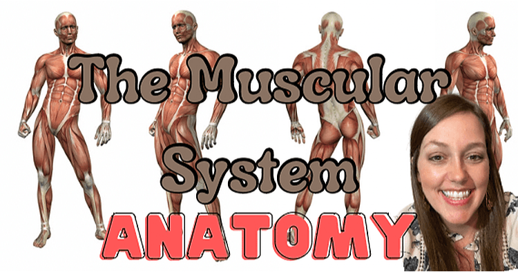 Science & Nature Class - Muscular Sys